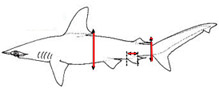 Sphyrna lewini _01_bis